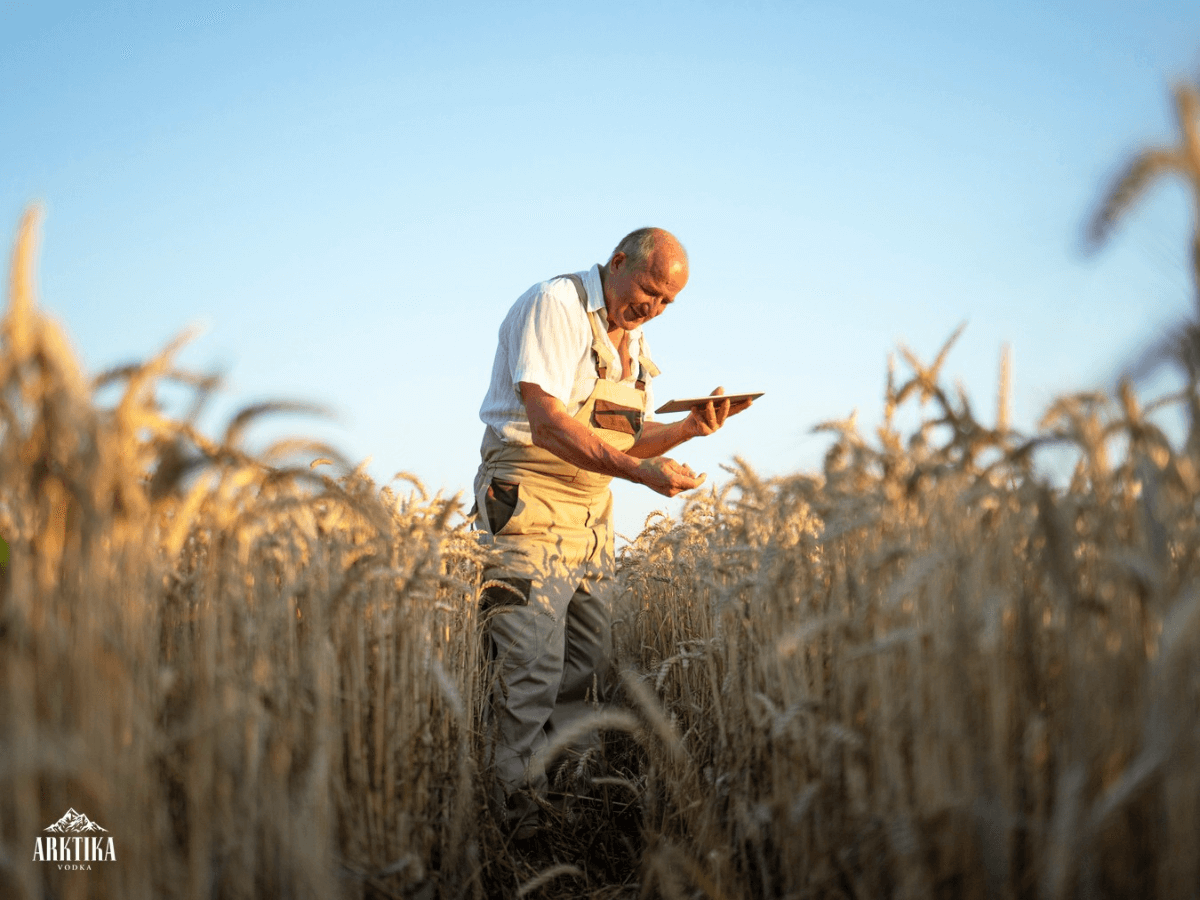 Australian wheat to make award-winning Vodka